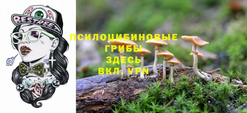 купить наркоту  Оса  Галлюциногенные грибы Psilocybe 